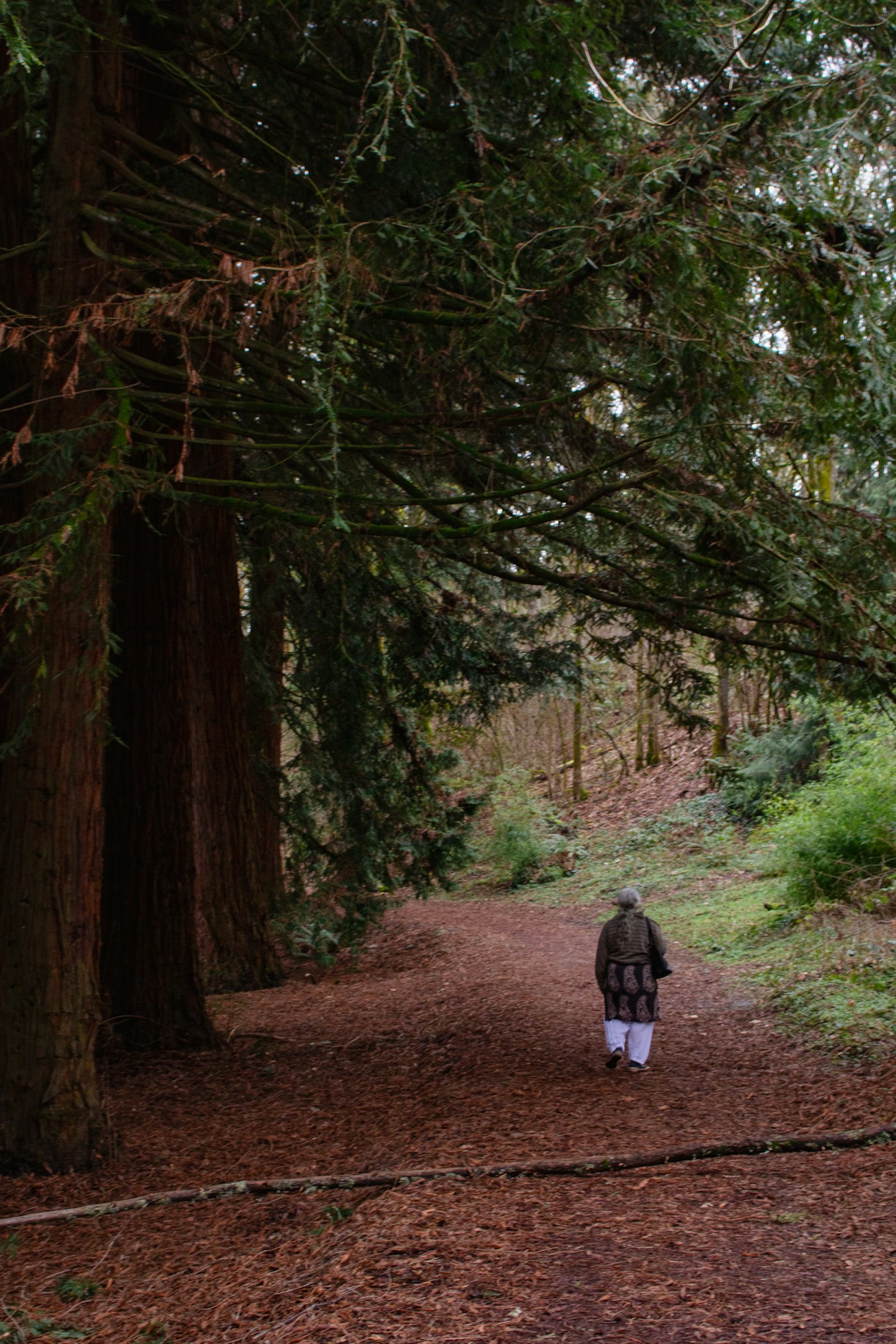 Person walking alone on a leaf-covered forest path