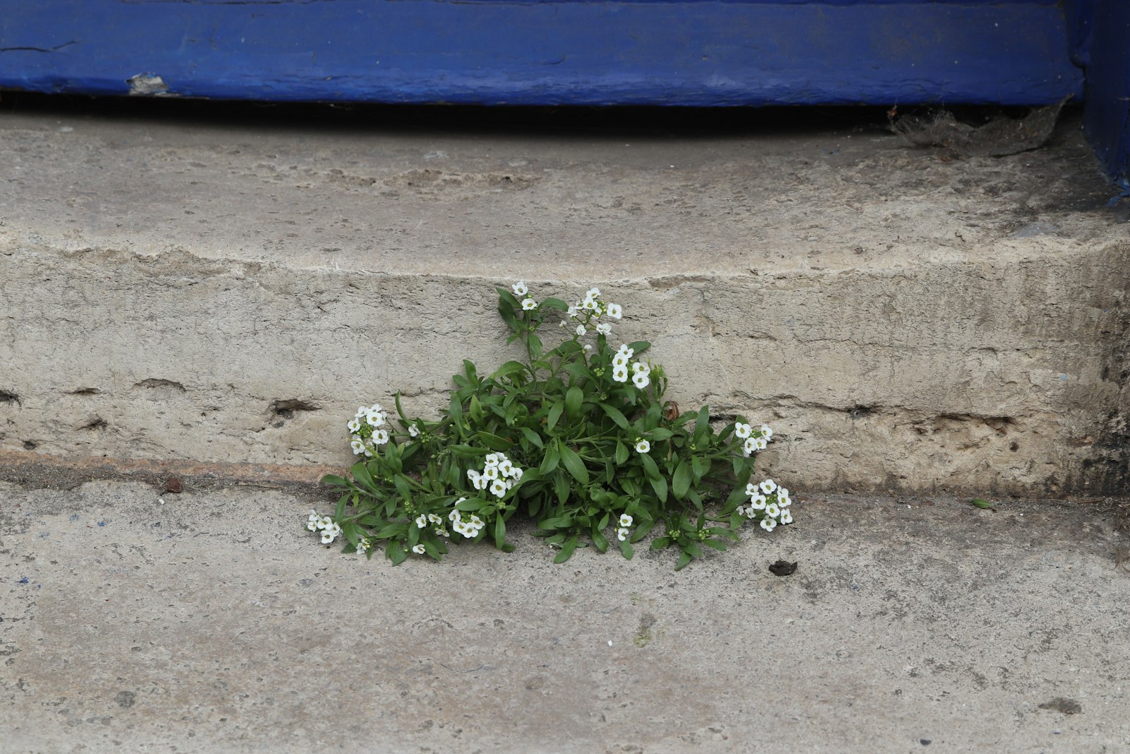 Small white flowers growing from a crack in concrete