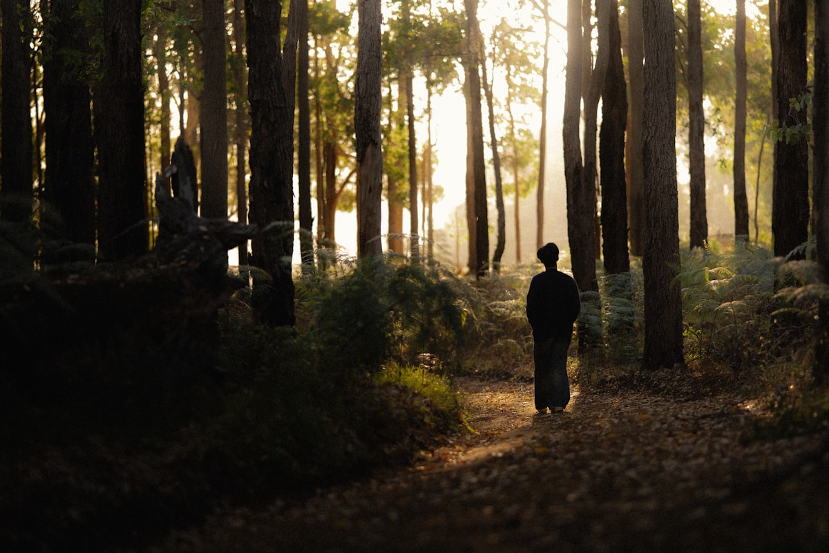 Person walking alone in a forest towards morning light