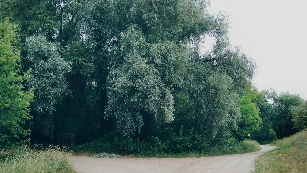 A dirt path splitting into two directions through green trees